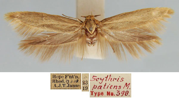 /filer/webapps/moths/media/images/P/patiens_Scythris_LT_BMNH_ukoaNvJ.jpg