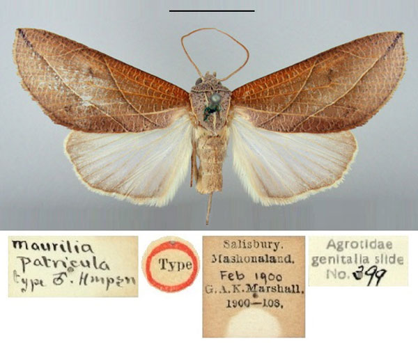 /filer/webapps/moths/media/images/P/patricula_Maurilia_HT_BMNH.jpg