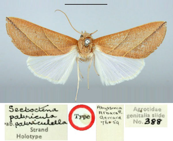 /filer/webapps/moths/media/images/P/patriculella_Setoctena_HT_BMNH.jpg