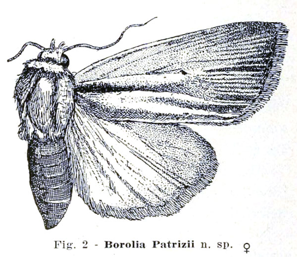 /filer/webapps/moths/media/images/P/patrizii_Borolia_HT_Berio_2.jpg