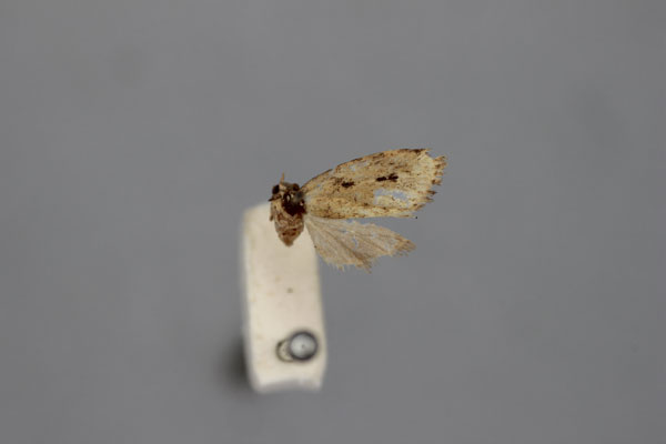 /filer/webapps/moths/media/images/P/paucipuncta_Siccia_HT_BMNH.jpg