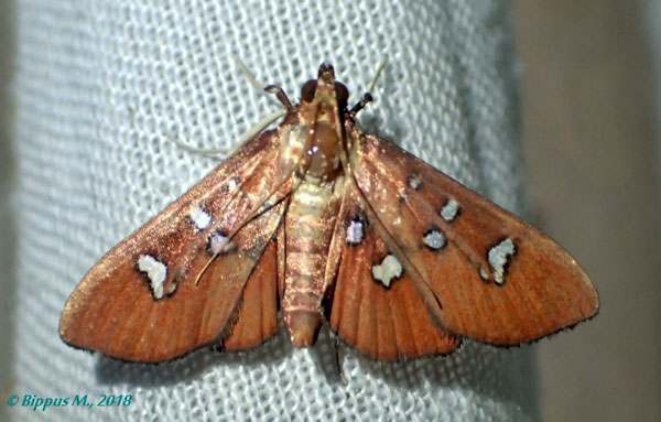 /filer/webapps/moths/media/images/P/pauliani_Coptobasoides_A_Bippus.jpg