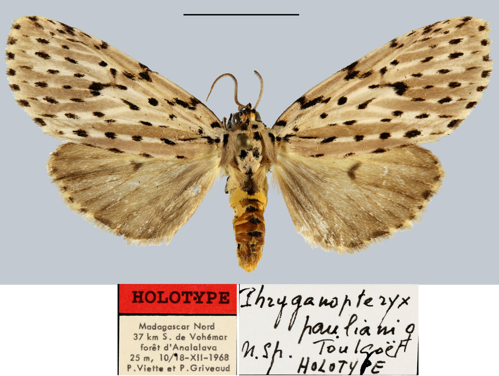 /filer/webapps/moths/media/images/P/pauliani_Phryganopteryx_HT_MNHN.jpg