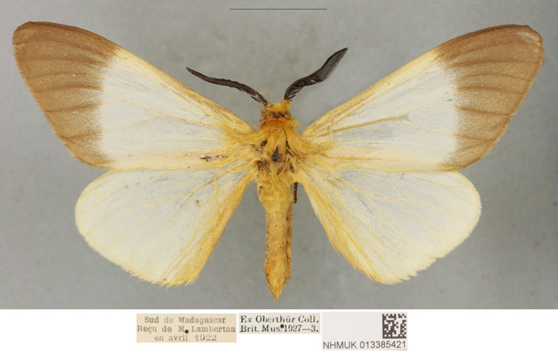 /filer/webapps/moths/media/images/P/paulinus_Coenostegia_PLTM_BMNH_01.jpg