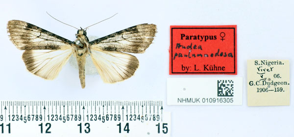 /filer/webapps/moths/media/images/P/paulumnodosa_Audea_PT_BMNH.jpg
