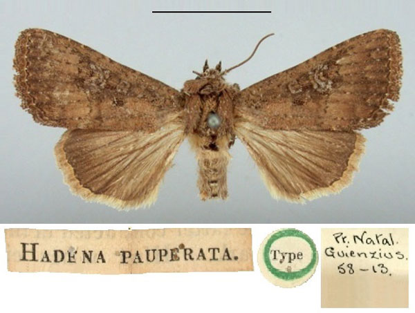 /filer/webapps/moths/media/images/P/pauperata_Hadena_HT_BMNH.jpg