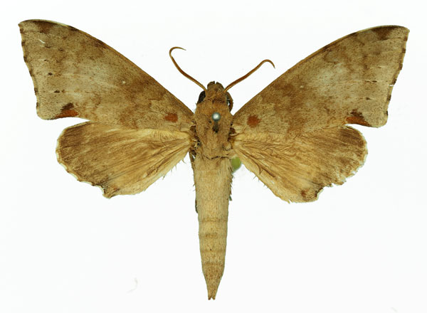 /filer/webapps/moths/media/images/P/paupercula_Polyptychus_AM_Basquin_01a.jpg