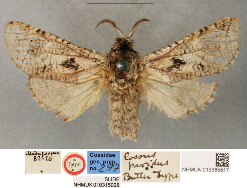 /filer/webapps/moths/media/images/P/pavidus_Cossus_HT_BMNH.jpg