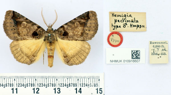 /filer/webapps/moths/media/images/P/pectinata_Remigia_HT_BMNH.jpg
