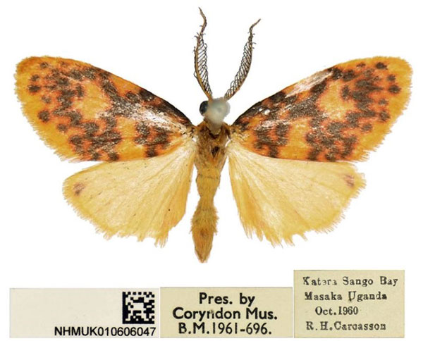 /filer/webapps/moths/media/images/P/pectinella_Parafrasura_AM_BMNH.jpg
