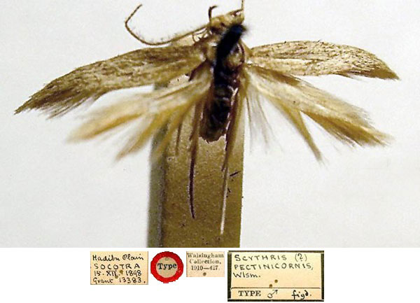 /filer/webapps/moths/media/images/P/pectinicornis_Scythris_HT_BMNH_URYbY0t.jpg