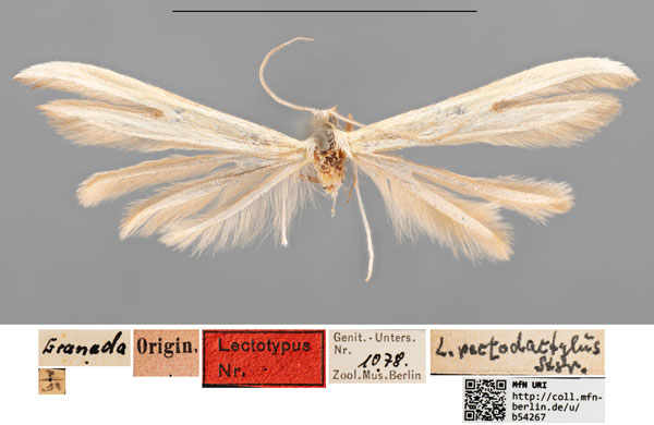 /filer/webapps/moths/media/images/P/pectodactylus_Pterophorus_LT_MfNa.jpg