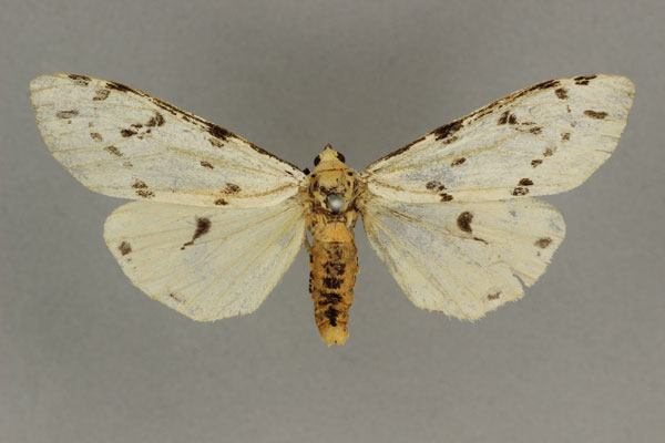 /filer/webapps/moths/media/images/P/pedunculata_Creataloum_HT_BMNH.jpg