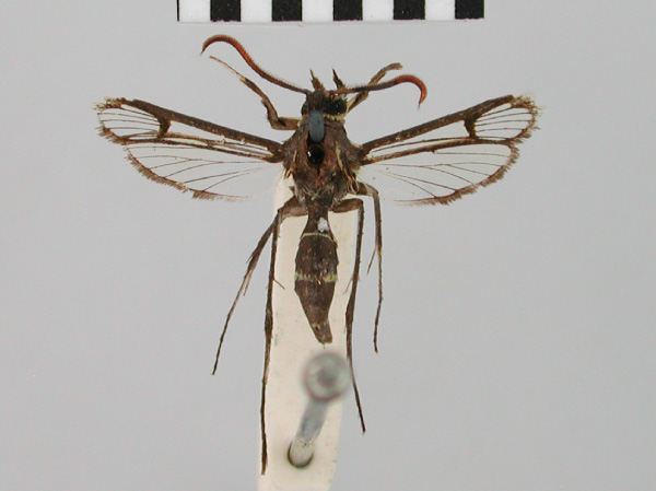 /filer/webapps/moths/media/images/P/pedunculata_Tipulamima_HT_BMNH.jpg