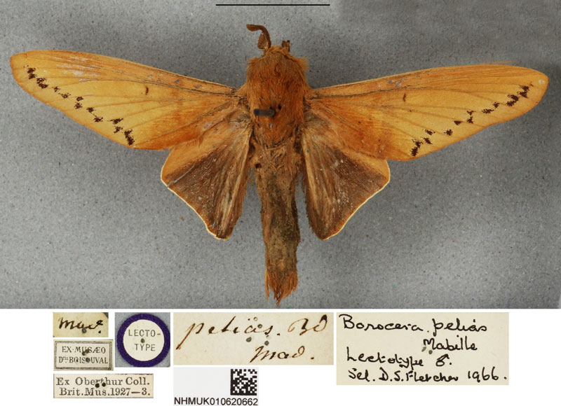 /filer/webapps/moths/media/images/P/pelias_Borocera_LT_BMNH.jpg