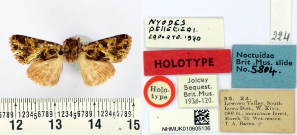 /filer/webapps/moths/media/images/P/pelletieri_Nyodes_HT_BMNH.jpg