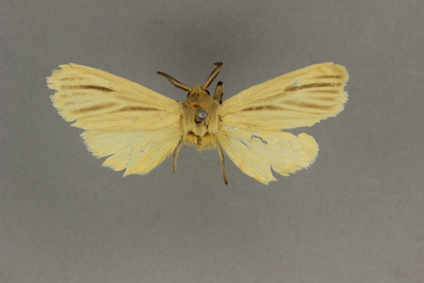 /filer/webapps/moths/media/images/P/penicillata_Binna_HT_BMNH.jpg