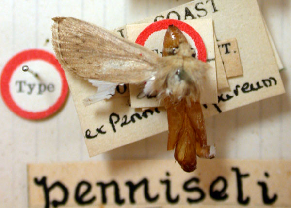 /filer/webapps/moths/media/images/P/penniseti_Sesamia_HT_BMNH.jpg