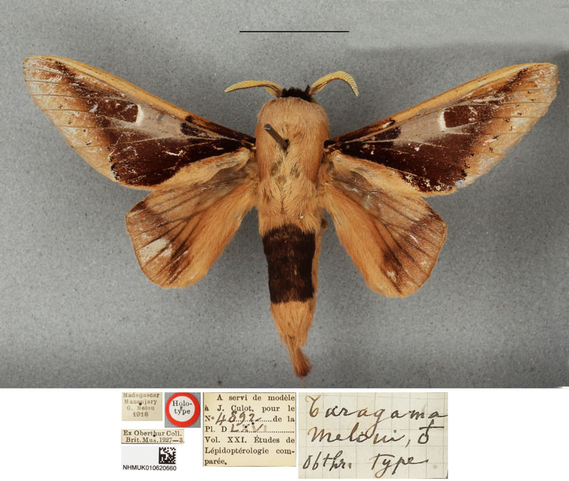 /filer/webapps/moths/media/images/P/pentheter_Apatelopteryx_HT_BMNH.jpg