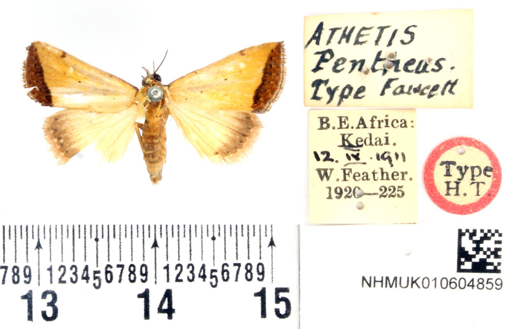 /filer/webapps/moths/media/images/P/pentheus_Athetis_HT_BMNH.jpg