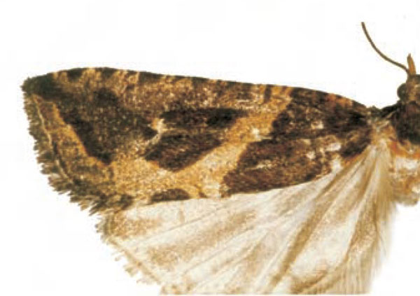 /filer/webapps/moths/media/images/P/penthrana_Epinotia_HT_BMNH.jpg