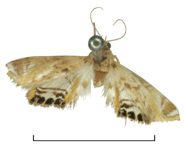 /filer/webapps/moths/media/images/P/pentopalis_Eoophyla_LT_BMNH.jpg