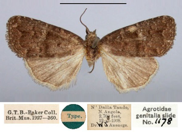 /filer/webapps/moths/media/images/P/percnopis_Elydna_HT_BMNH.jpg