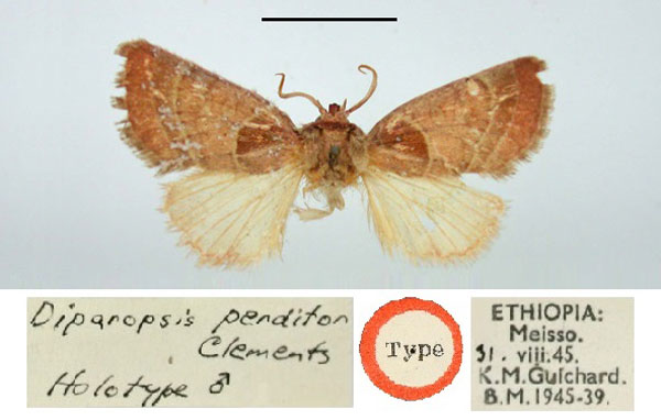 /filer/webapps/moths/media/images/P/perditor_Diparopsis_HT_BMNH.jpg