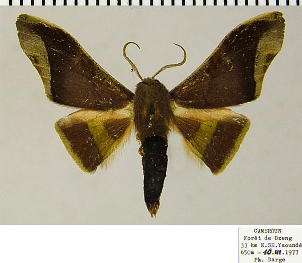/filer/webapps/moths/media/images/P/peregrinus_Plegapteryx_AM_ZSMa.jpg