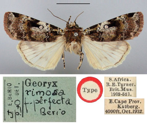 /filer/webapps/moths/media/images/P/perfecta_Georyx_HT_BMNH.jpg