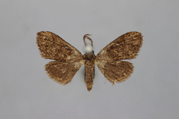 /filer/webapps/moths/media/images/P/perfusca_Meganola_HT_BMNH.jpg