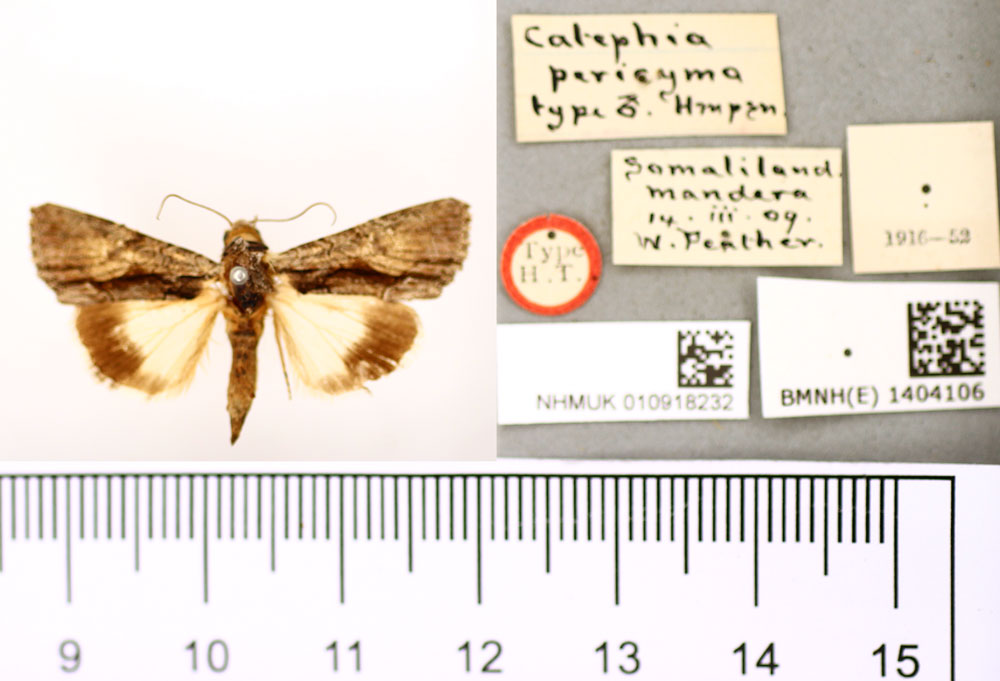 /filer/webapps/moths/media/images/P/pericyma_Catephia_HT_BMNH.jpg