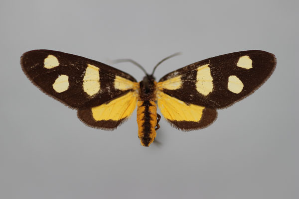 /filer/webapps/moths/media/images/P/perpetua_Thyrosticta_HT_BMNH.jpg
