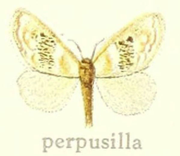 /filer/webapps/moths/media/images/P/perpusilla_Euproctis_HT_Hering_28f.jpg