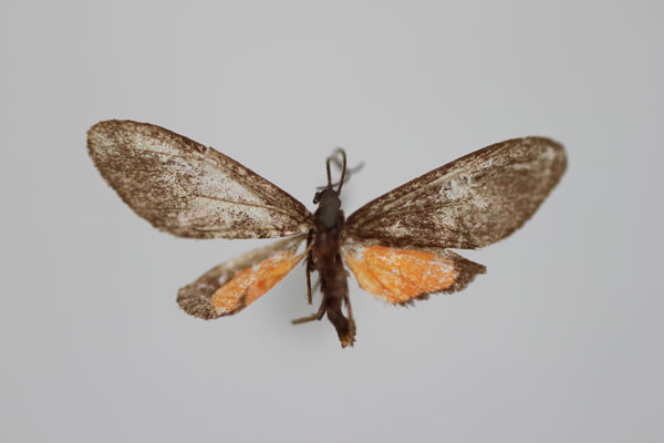 /filer/webapps/moths/media/images/P/perpusilla_Tsarafidynia_HT_BMNH.jpg