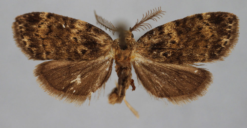 /filer/webapps/moths/media/images/P/perroti_Viettesia_HT_BMNH.jpg