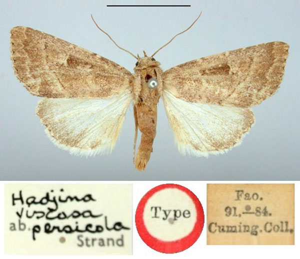 /filer/webapps/moths/media/images/P/persicola_Hadjina_HT_BMNH.jpg