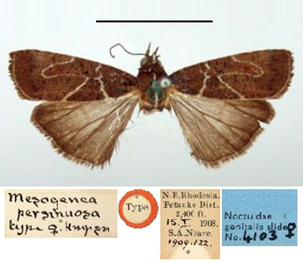 /filer/webapps/moths/media/images/P/persinuosa_Mesogenea_PT_BMNH.jpg