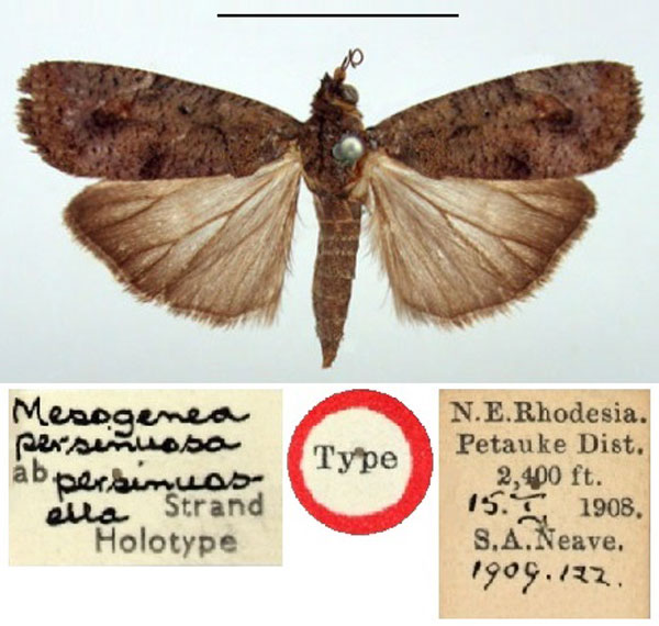 /filer/webapps/moths/media/images/P/persinuosella_Mesogenea_HT_BMNH.jpg