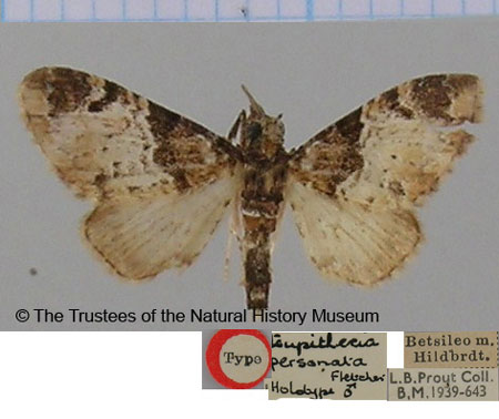 /filer/webapps/moths/media/images/P/personata_Eupithecia_HT_BMNH.jpg