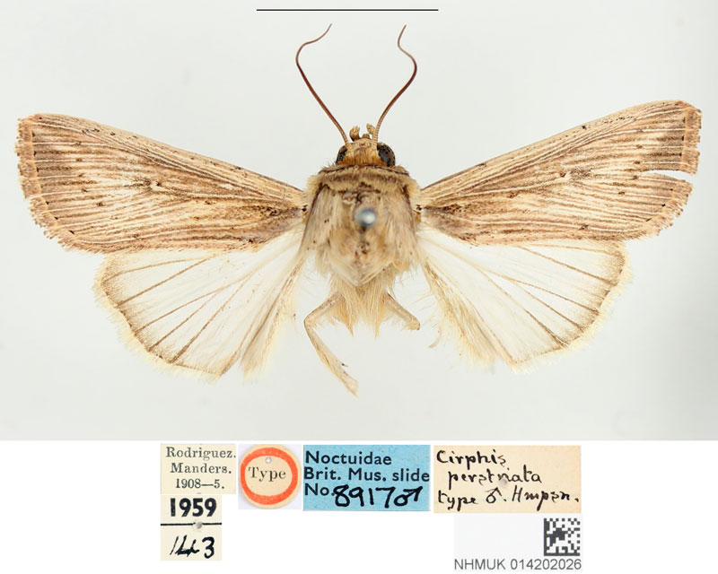 /filer/webapps/moths/media/images/P/perstriata_Cirphis_HT_BMNH.jpg
