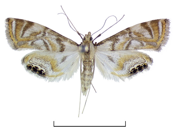 /filer/webapps/moths/media/images/P/pervenustalis_Eoophyla_AF_BMNH.jpg