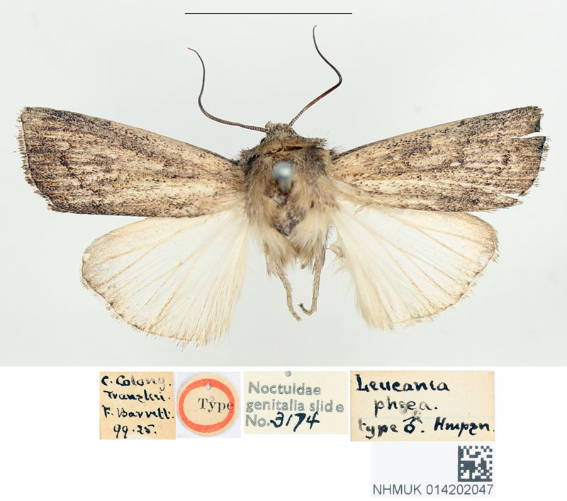 /filer/webapps/moths/media/images/P/phaea_Leucania_HT_BMNH.jpg