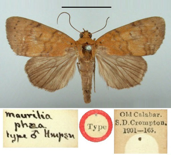 /filer/webapps/moths/media/images/P/phaea_Maurilia_HT_BMNH.jpg