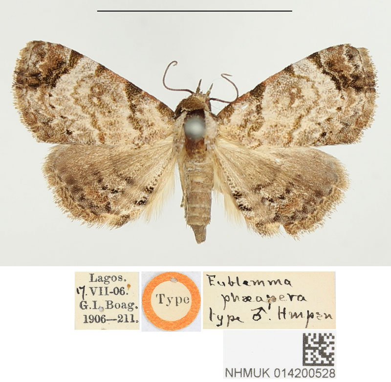 /filer/webapps/moths/media/images/P/phaeapera_Eublemma_HT_BMNH.jpg