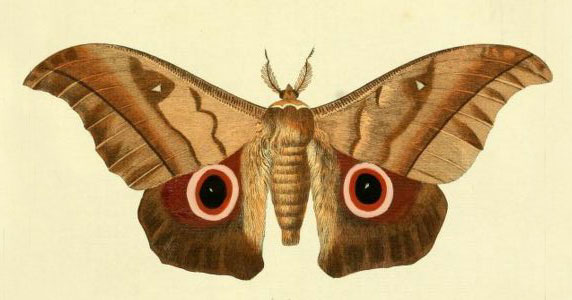 /filer/webapps/moths/media/images/P/phaedusa_Lobobunaea_Drury3_24.jpg