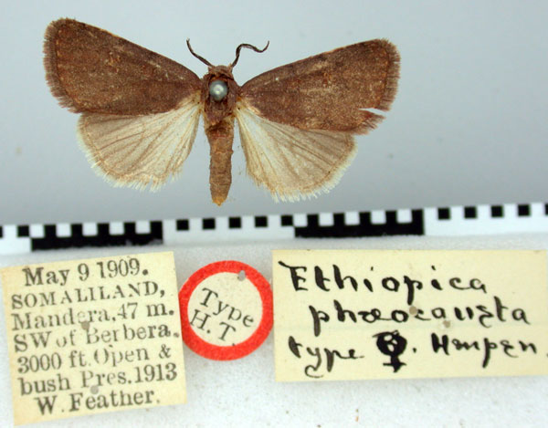 /filer/webapps/moths/media/images/P/phaeocausta_Ethiopica_HT_BMNH.jpg