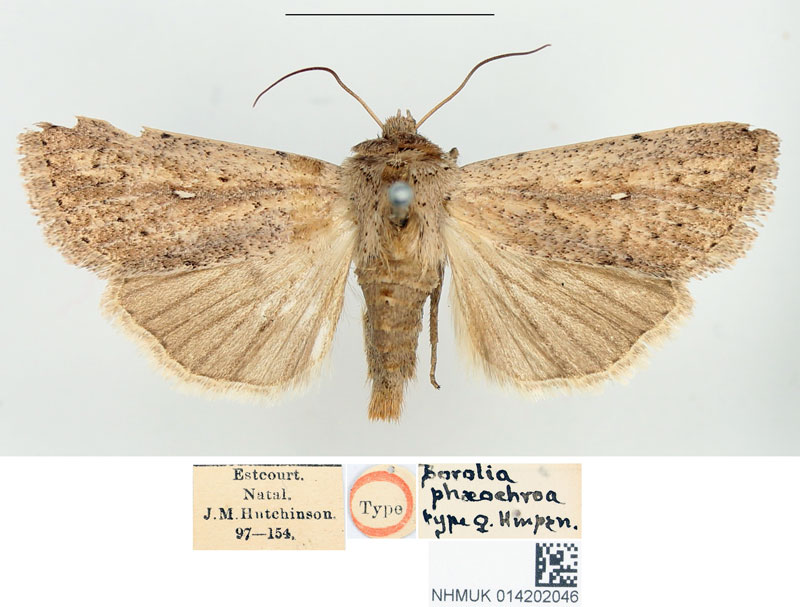 /filer/webapps/moths/media/images/P/phaeochroa_Borolia_HT_BMNH.jpg