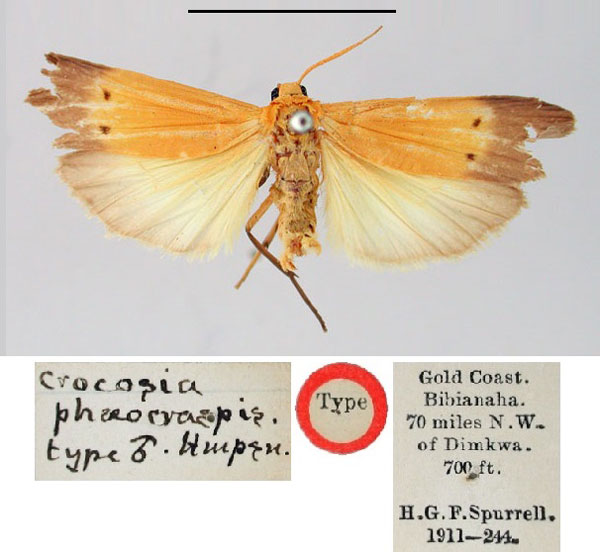 /filer/webapps/moths/media/images/P/phaeocraspis_Crocosia_HT_BMNH.jpg