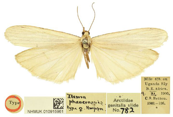 /filer/webapps/moths/media/images/P/phaeocraspis_Ilema_HT_BMNH.jpg